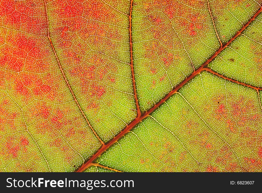 Closeup on the structure of autumn leaf