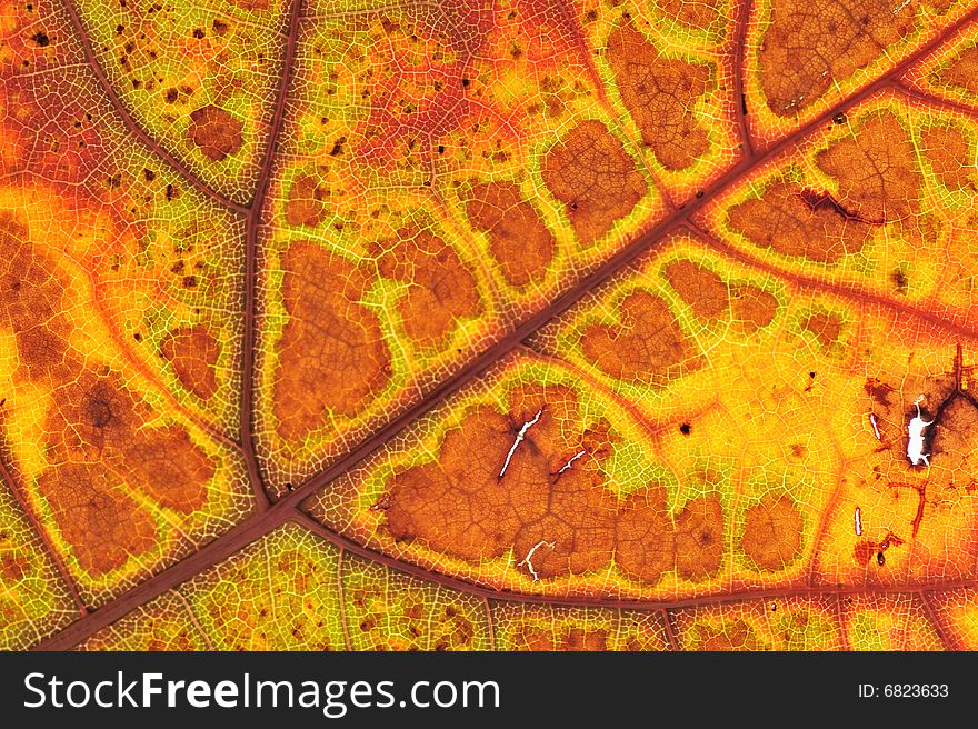 Closeup on the structure of autumn leaf