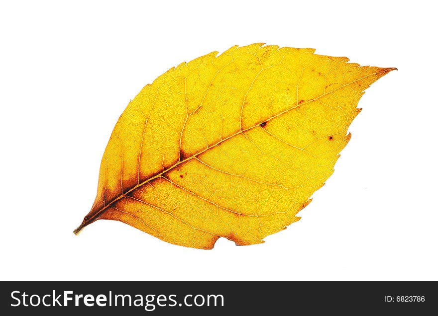 Yellow leaf on white background. Yellow leaf on white background