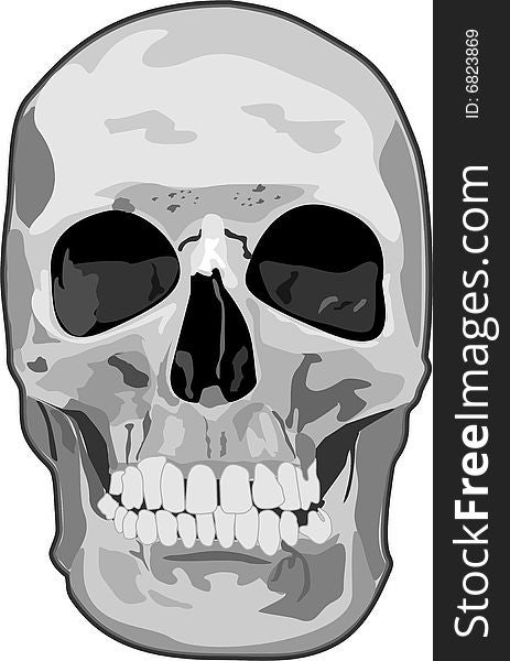 Drawing of a skull in vector format