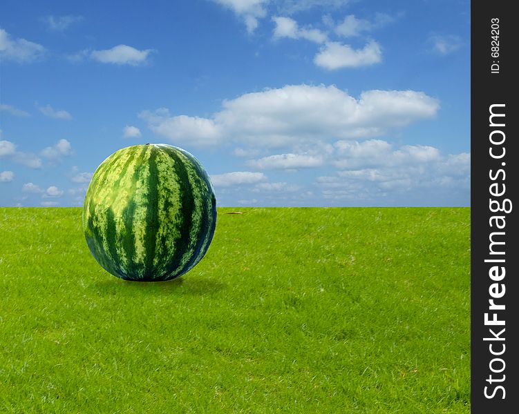 Watermelon on field of green grass. Watermelon on field of green grass