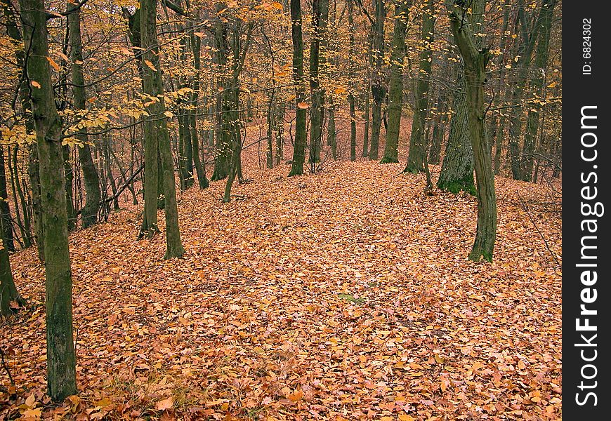 Autumn leaves in the forest landscape. Autumn leaves in the forest landscape.