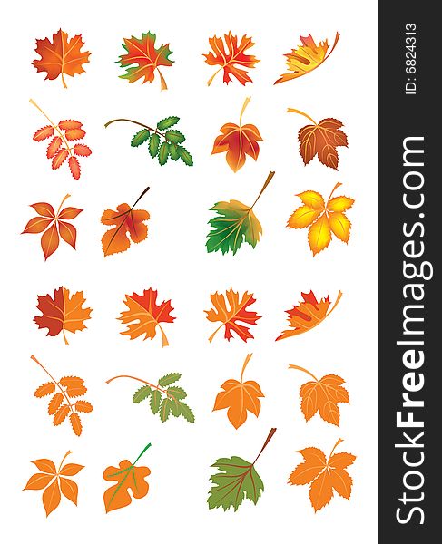 Vector autumn leaves