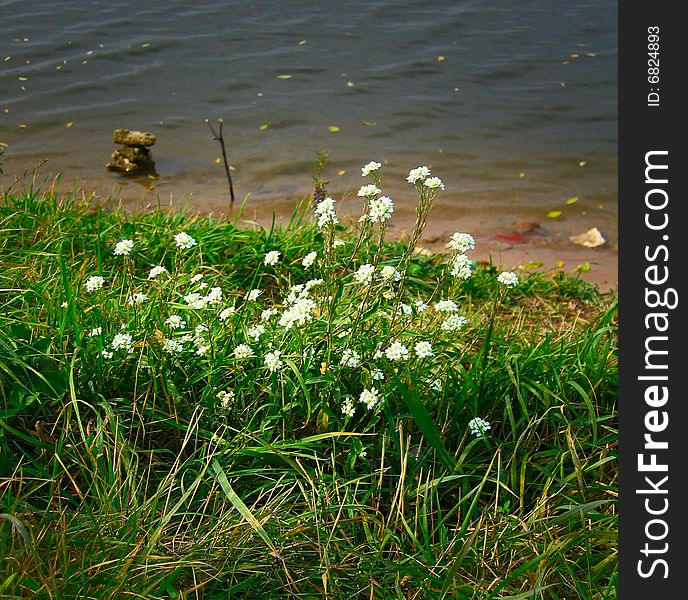 Green grass and white flowers on beach