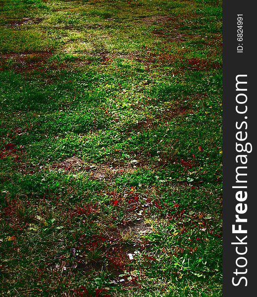 Colorful grass background with ray of light in the park. Colorful grass background with ray of light in the park