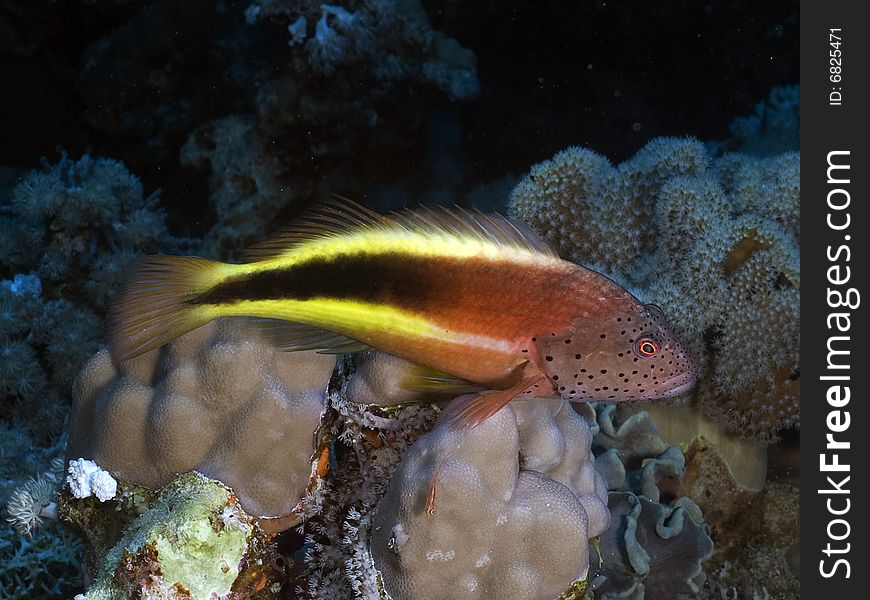 A Blackside hawkfish on a coral.