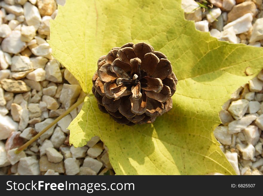 Yellow leaf with pine cone