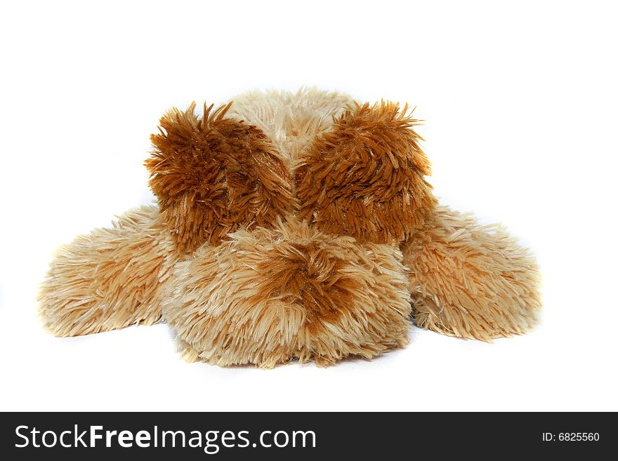 Toy-dog with eyes closed with its ears over white