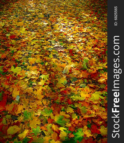 Bed of colorful fall leaves. Bed of colorful fall leaves