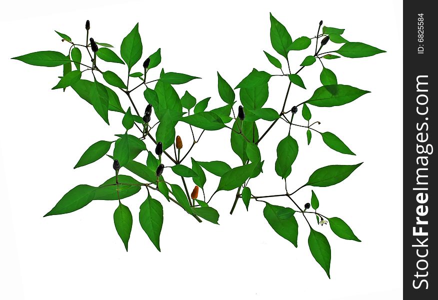 Green peppers leaves and fruit isolated over white. Green peppers leaves and fruit isolated over white