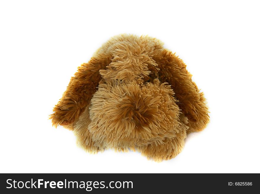 Toy-dog over white background