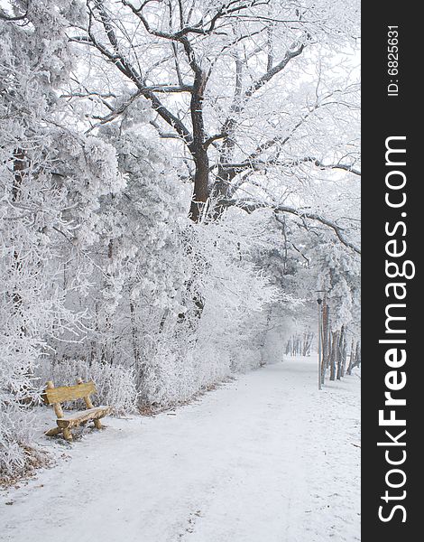 Park alley and bench in winter. Park alley and bench in winter