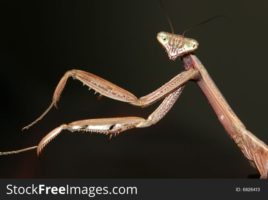 A Chinese Mantis (Tenodera aridifolia sinensis) with it's arms outstretched into the left of the frame. A Chinese Mantis (Tenodera aridifolia sinensis) with it's arms outstretched into the left of the frame