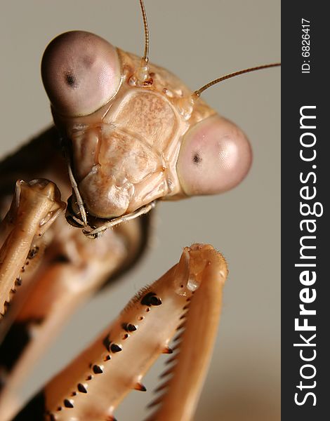 A very close-up image of a Picta Mantis head and forearms