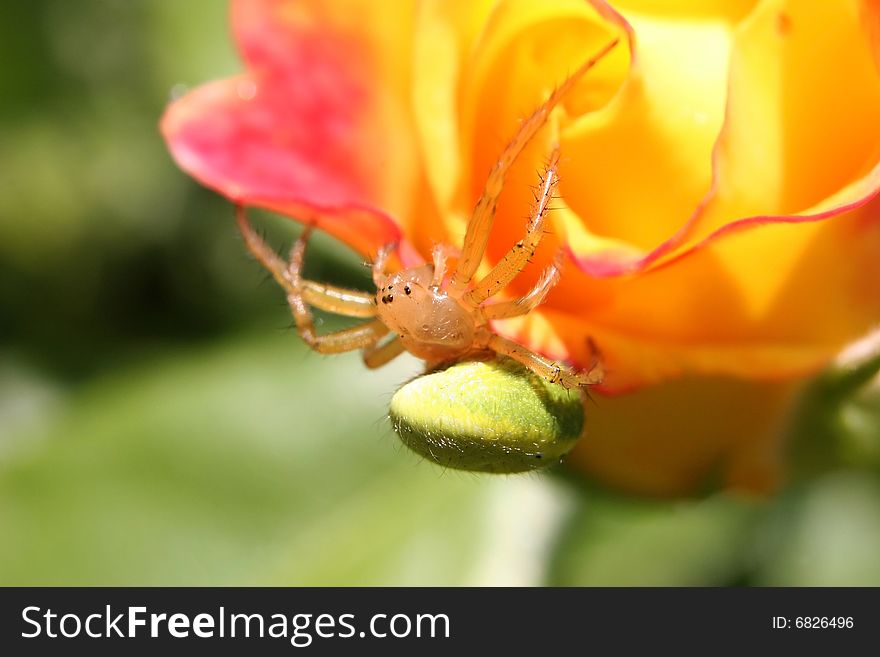 A Cucumber Spider (Araniella cucurbitina)  suspended under a bright yellow rose