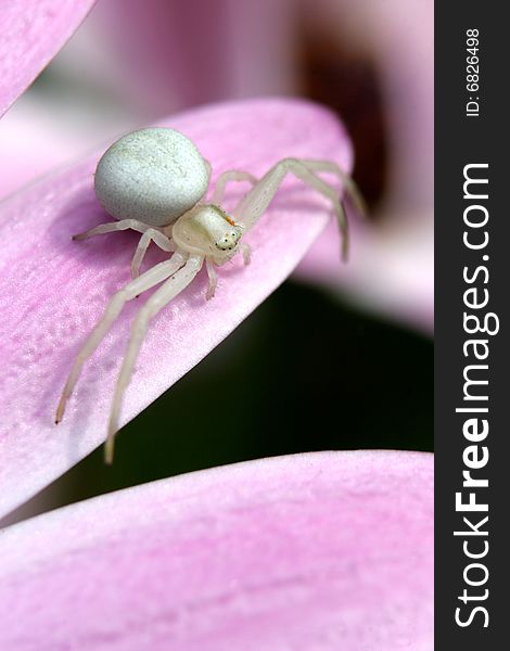 A White Crab Spider stands ready for prey on a flower