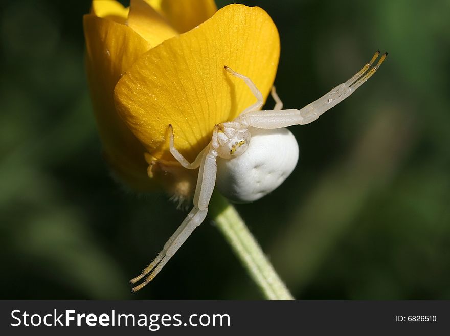 A White Crab Spider suspended under a buttercup flower awaiting prey with arms outstretched