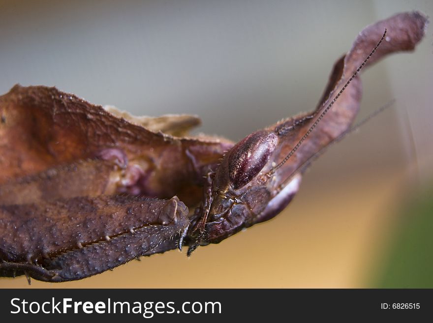 An extreme close-up image of a Ghost Mantis (Phyllocrania paradoxa) head and folded forearms