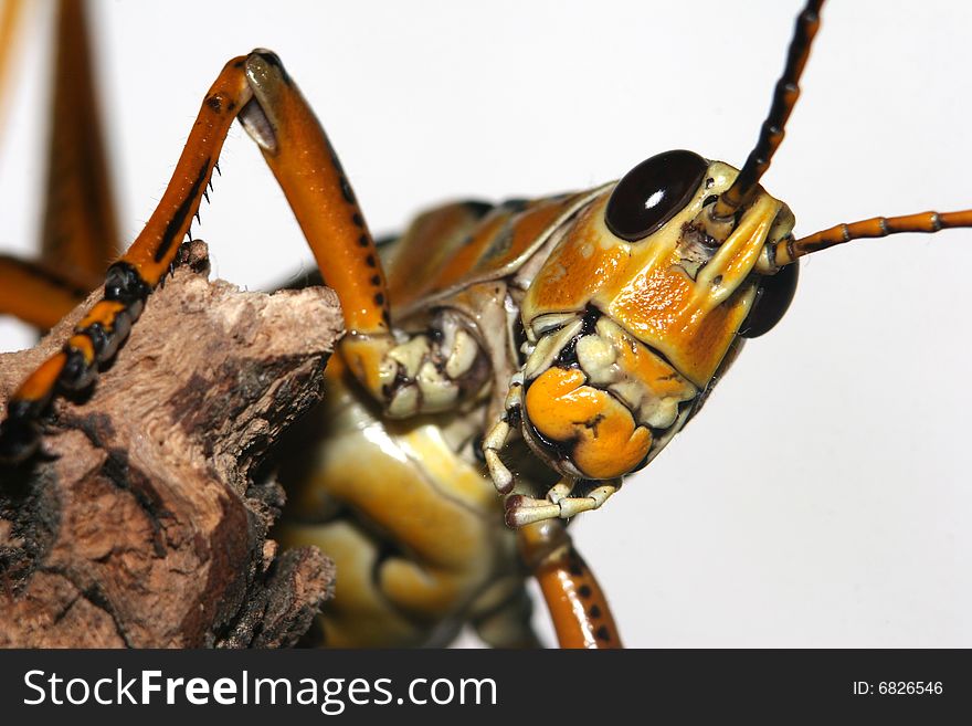 Close-up image of a Romalea Guttata grasshopper