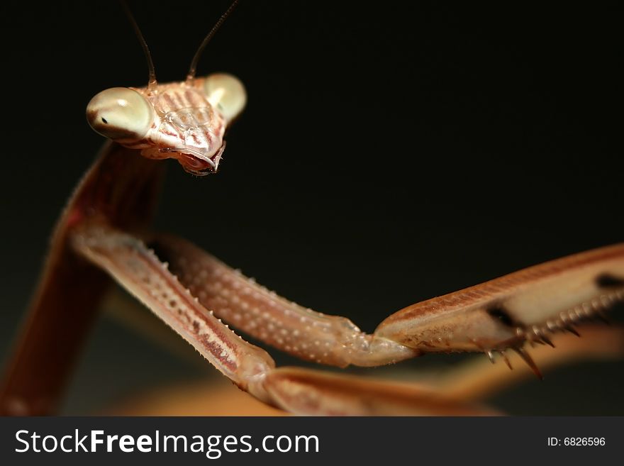 A Chinese Mantis (Tenodera aridifolia sinensis) with it's arms outstretched into the right of the frame