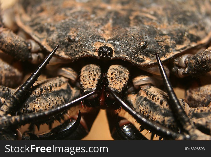 An extreme close-up image of a tailless whip scorpion. An extreme close-up image of a tailless whip scorpion