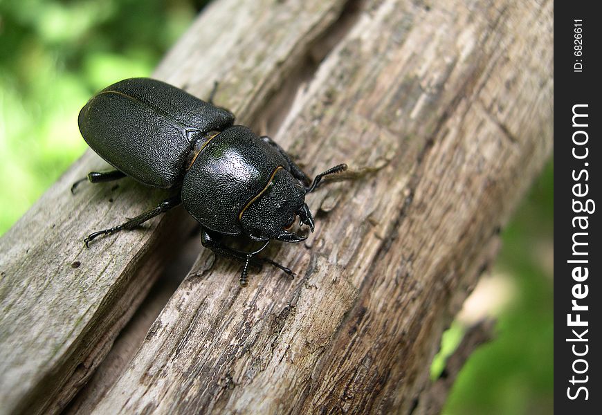 A minor stag beetle resting on an old branch