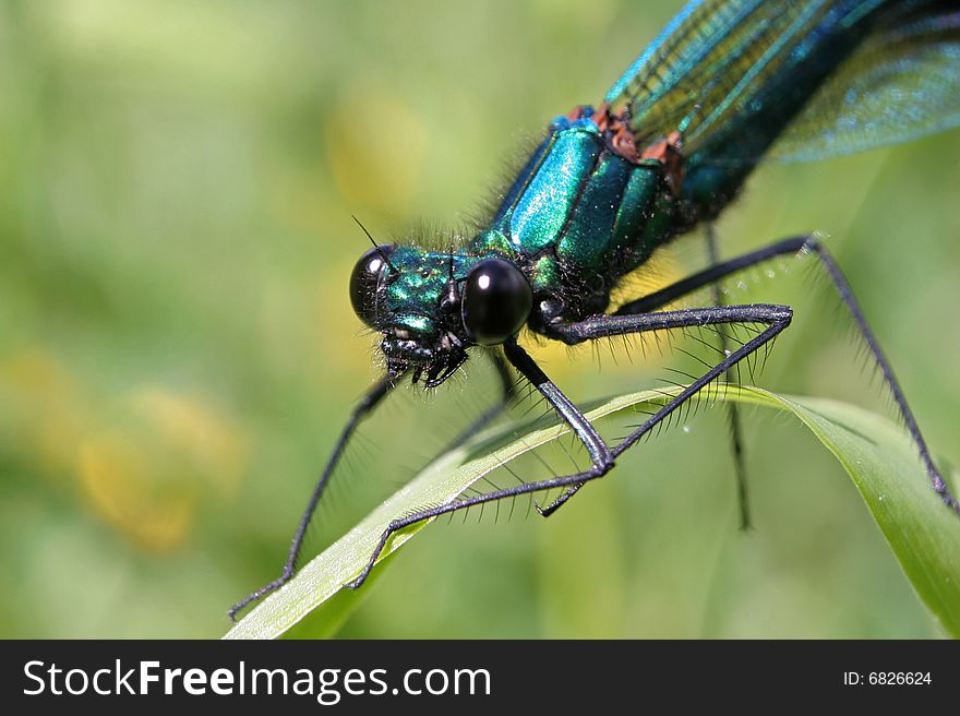 A close-up view of a Banded Demoiselle pearched on a blade of grass
