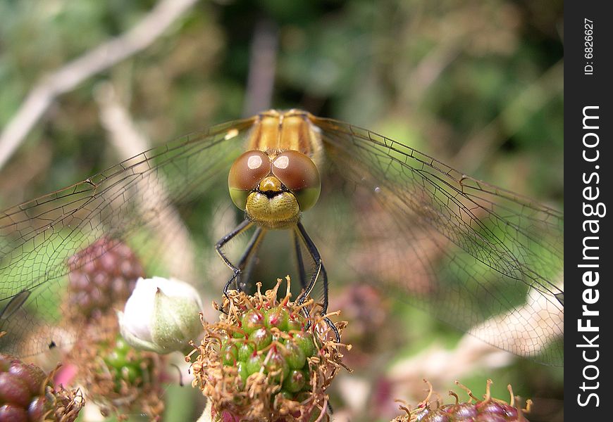 A dragonfly resting on a bramble plant. A dragonfly resting on a bramble plant