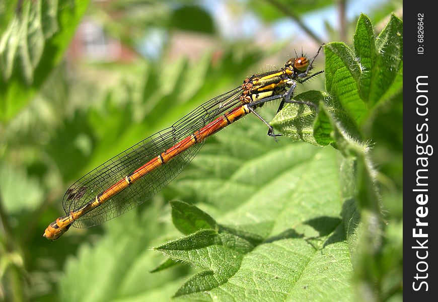 Large Red Damselfly (Pyrrhosoma Nymphula)