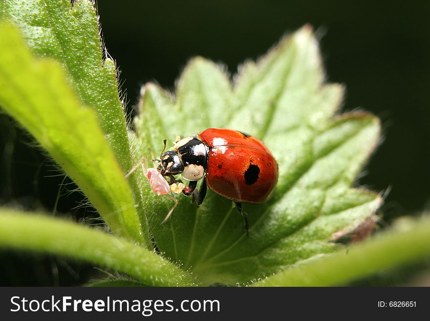 A two-spotted ladybird eating an aphid on a nettle plant. A two-spotted ladybird eating an aphid on a nettle plant