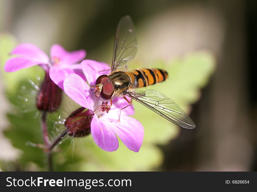 A Hoverfly feeding on a pink flower. A Hoverfly feeding on a pink flower