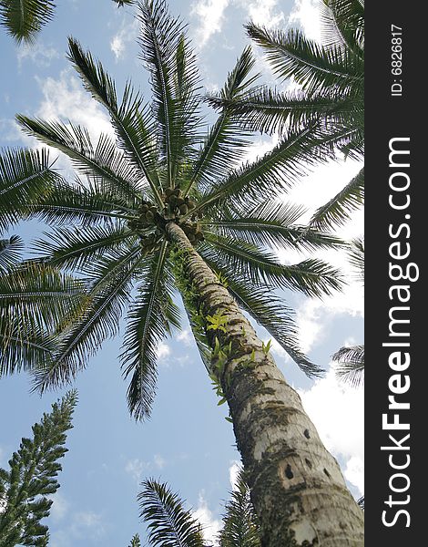 Looking up at a coconut palm against blue sky and clouds