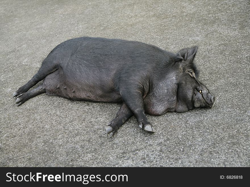 A mother pig relaxed and sleeping on asphault. A mother pig relaxed and sleeping on asphault