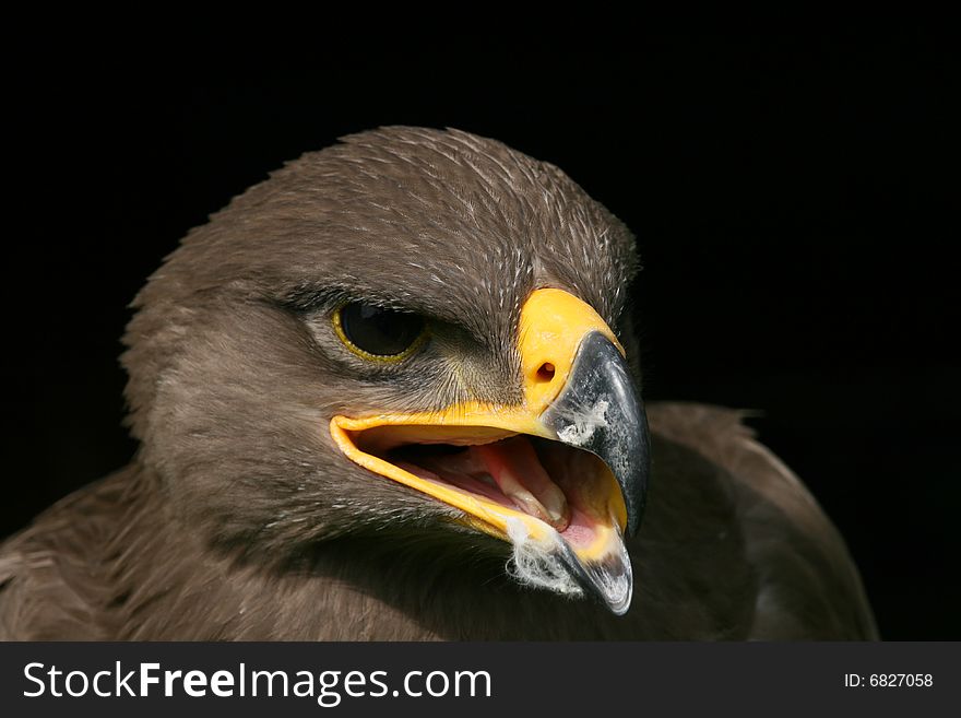 Head of eagle on black background