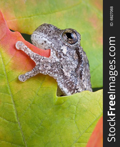 A gray tree frog is climbing in fall leaves. A gray tree frog is climbing in fall leaves.