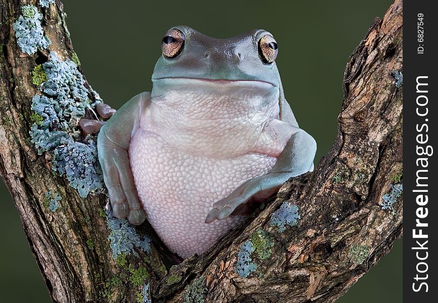 A whites tree frog is resting on a branch. A whites tree frog is resting on a branch.