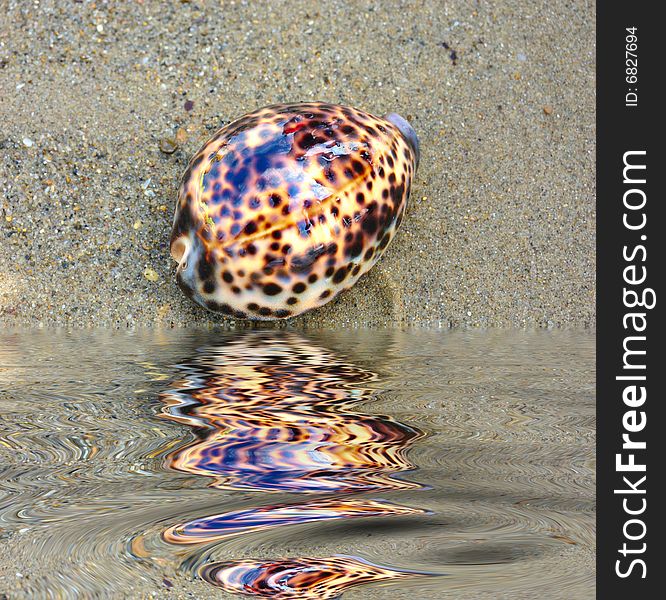 Seashell over wet sand near water