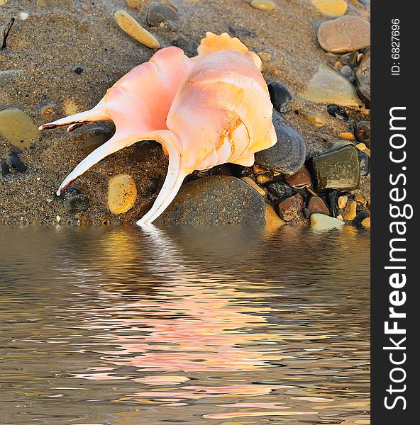 Closeup of sea shell over wet sand near water. Closeup of sea shell over wet sand near water