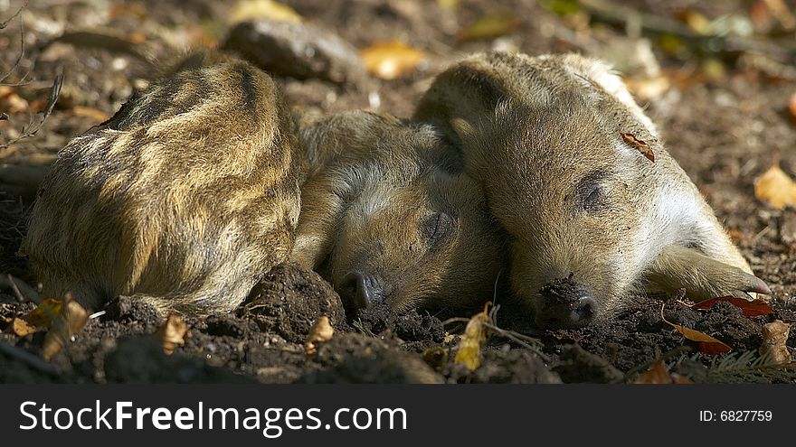 Young wild pigs are sleeping