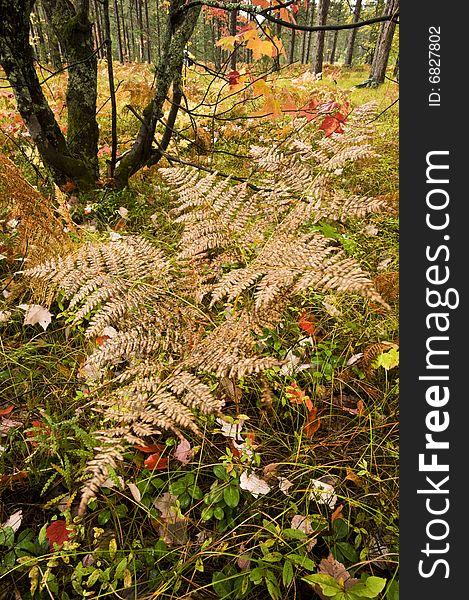 Fall colors in the forest with ferns in the foreground in the Upper Peninsula of Michigan. Fall colors in the forest with ferns in the foreground in the Upper Peninsula of Michigan.