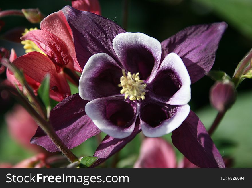 Columbine flower, taken at a garden center