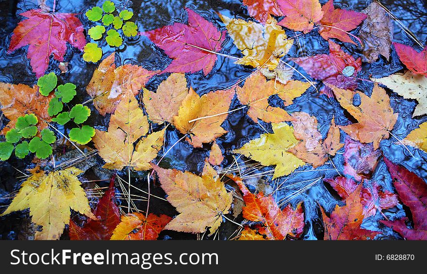 Fallen Colorful leaves in fall