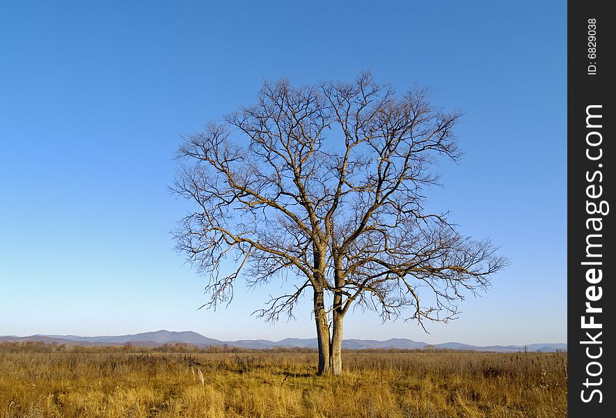 An autumn landscape with a lonely old elm. An autumn landscape with a lonely old elm