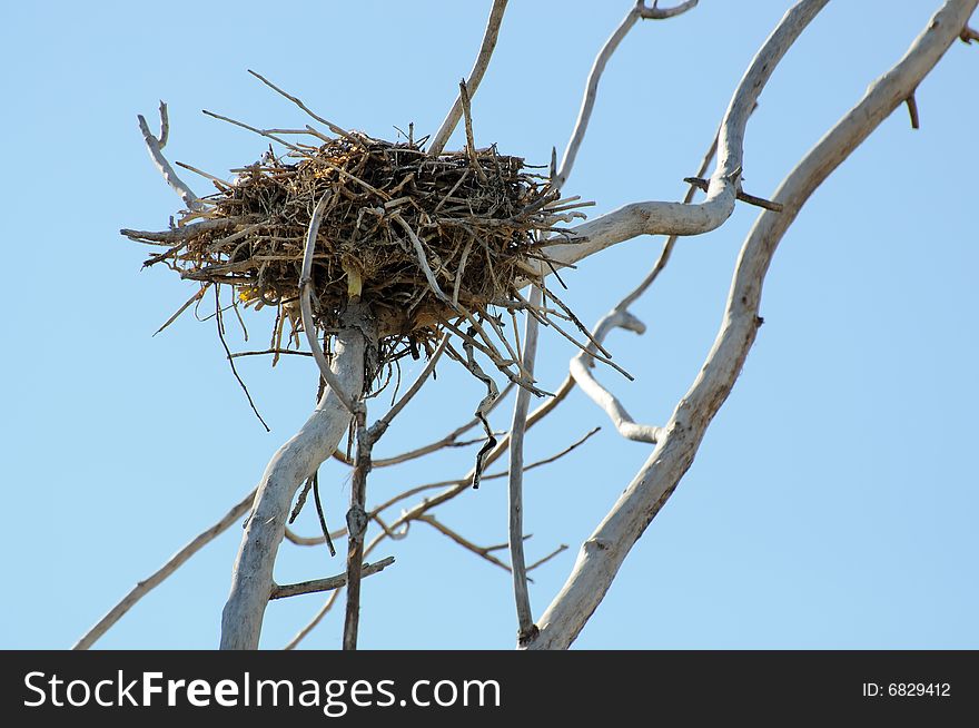 Cormorant nest