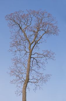 Bare Tree In Spring Royalty Free Stock Image Bare Tree In Spring Royalty Free Stock Image