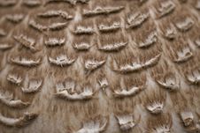 Mushroom Background Stock Image Mushroom Background Stock Image