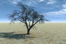 Solitary Tree Stock Photo Solitary Tree Stock Photo