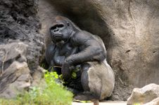 Gorilla Stock Images