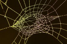 A Web Of Pearl Drops Royalty Free Stock Image