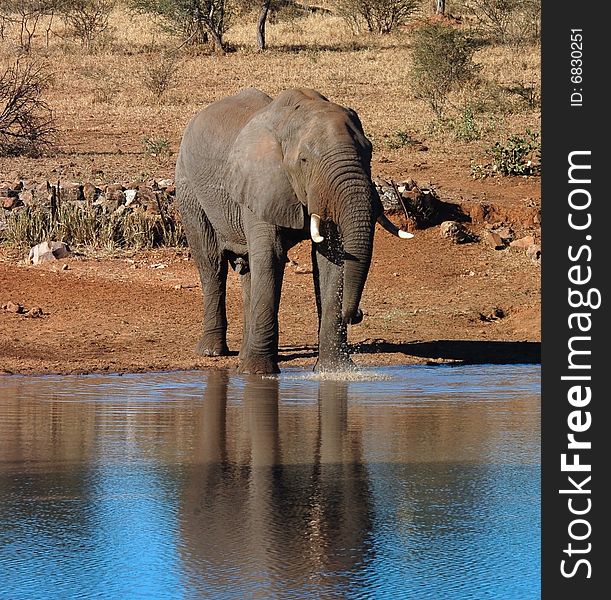 An African Elephant wild in Africa at a water hole.